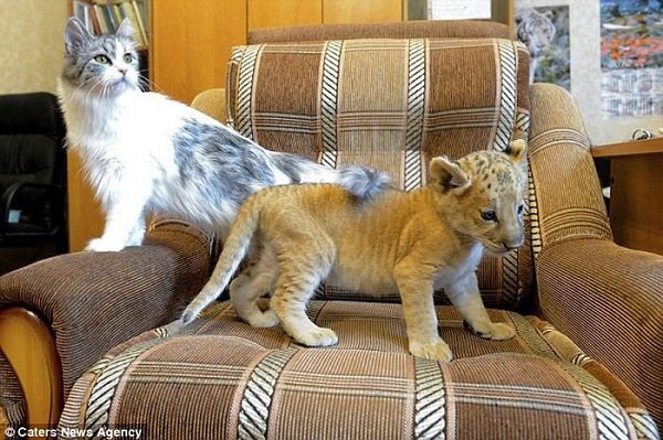 Кошка стала кормящей матерью для лигра.На этих фотографиях изображен маленький лигр, играющий со ... - 3