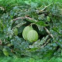  Sebastian, , 54  -  20  2017    