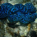 �������� � ��������. �� ������� ���� ����������