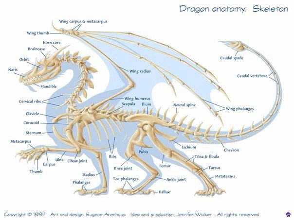 Skeleton – Скелет. carpus – запястье. metacarpus – пясть, плюсна. tarsus – плюсна. phalange, phalanx ...