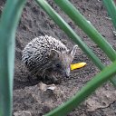 ���� �����, �������, 62 ���� - ��������� 30 �������� 2016 � ������ ���� ����������