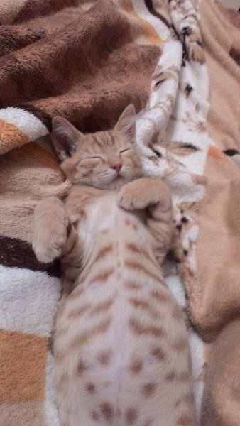 #Безкота_добро.Наши подобрыши милашки: первого мы взяли у замечательной девушки волонтера,когда мы ... - 10
