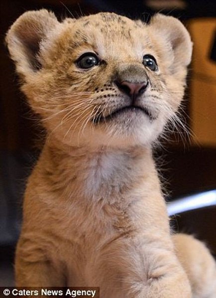 Кошка стала кормящей матерью для лигра.На этих фотографиях изображен маленький лигр, играющий со ... - 9