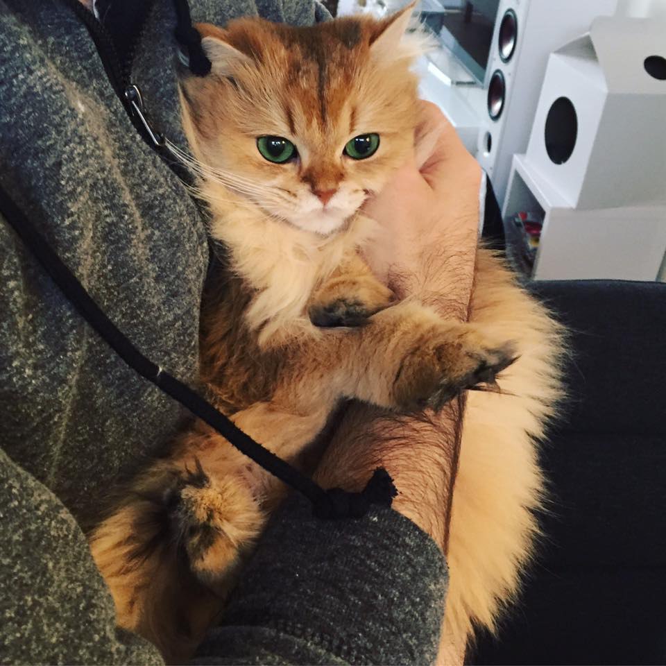 Smoothie the Cat Fan's - 30  2016  12:07