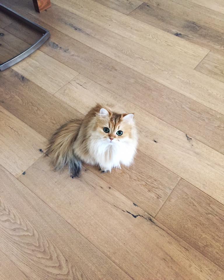 Smoothie the Cat Fan's - 30  2016  11:42