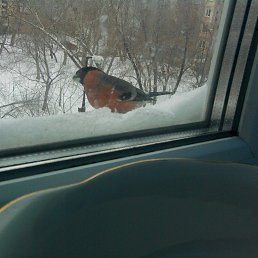 ������, �������������