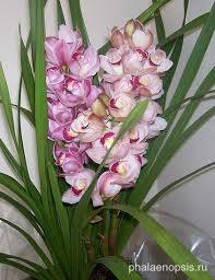   (Cymbidium).  (Cymbidium, c), ,   . ... - 5