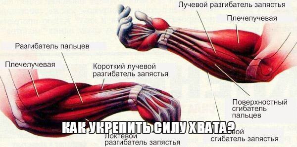КАК УКРЕПИТЬ СИЛУ ХВАТА? Иногда мнение о силе кистей может сложиться неверно - они не производят ...
