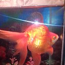 ���� ���������, �����-���������, 68 ��� - ��������� 1 ������ 2017 � ������ ���� ����������