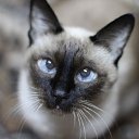 ��������� �� ������� ��������� ������� � ������