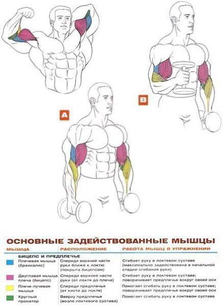 УПРАЖНЕНИЯ НА РАЗВИТИЕ МЫШЦ БИЦЕПСА И ПРЕДПЛЕЧЬЯ: 1. Подъём штанги на бицепс стоя 2. Подъём гантелей ... - 7