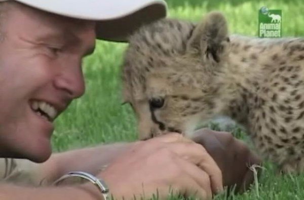 Гепарды: Быстрый путь на волю.(Cheetahs, Fast Track to Freedom)Замечательный фильм BBC из цикла ... - 2