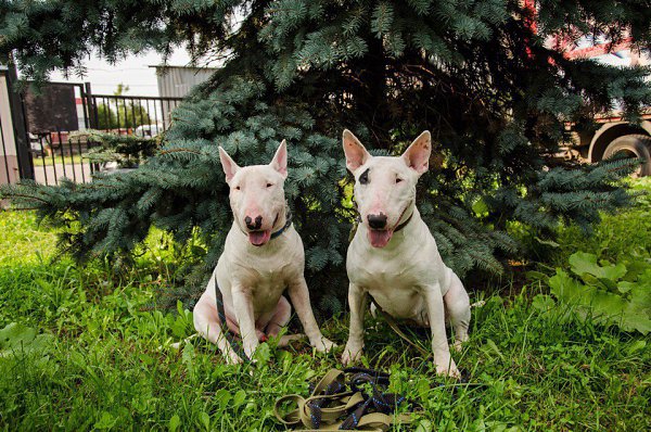 Hrafnsmerki things - https://vk.com/hrafnsmerki.Представляет вещички с авторским принтом, ... - 3