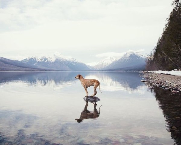 Увлекательное путешествие фотографа Терона Хамфри с его крайне симпатичной собакой Мэдди - 7