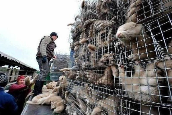 Цена шубы. Если Вы против такого обращения с животными - ставьте КЛАСС! Посмотрим сколько нас!