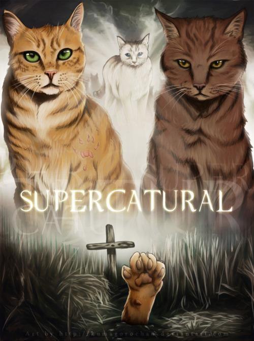 SUPERNATURAL - 14  2016  19:40