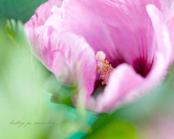 )))..Still life and Flowers by Betty Jo Martin. - 6