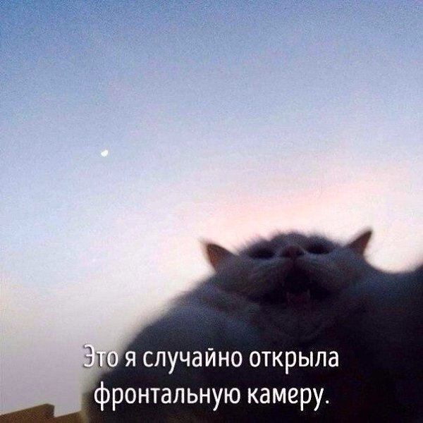 Животные, которые ведут себя совсем как я....))) - 5