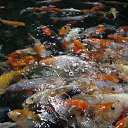  , , 68  -  17  2017    2017