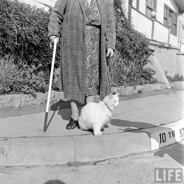 1947 год, слепая жительница Лос-Анджелеса миссис Керолайн Суонсон и белый кот персидской породы по ... - 7