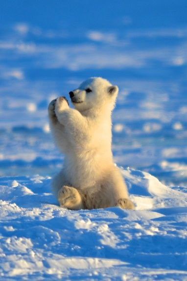  27         (International Polar Bear ... - 3