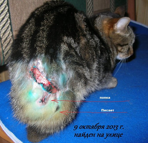 #Безкота_добро.9 ЖИЗНЕЙ КОТИКА С ПОПОЙ НА БОКУЯ хочу поделиться удивительной историей не одного ... - 2