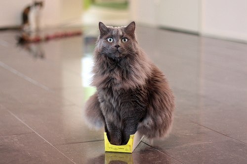 Нет такой коробки, в которую не поместился бы кот - 8