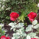 ���� �������, ������, 35 ��� - ��������� 7 ������� 2016 � ������ ���� ����