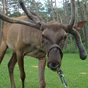 ���� �����, �����������, 53 ���� - ��������� 12 �������� 2016