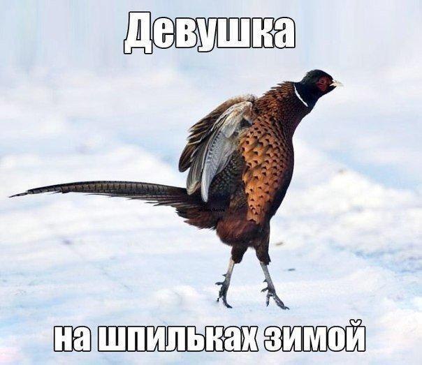   ,  -  ...      ...)))