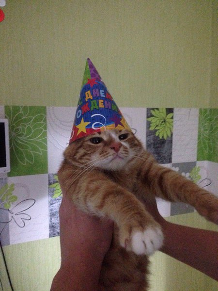 На днях был День Рождения девушки. Колпак подошёл только коту.