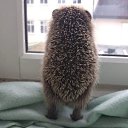 ���� �������, ������ - ��������� 25 ������ 2016 � ������ ������ ��������
