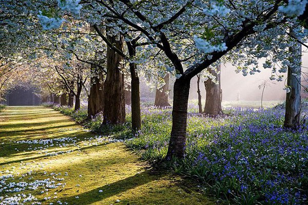 ))).�������������� ��� Maple Glen � ����� �������� �������������� ��� Maple Glen ���������� � ����� ...