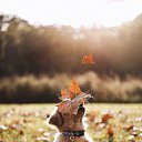 ���� �������, ����� - ��������� 31 ������� 2016 � ������ ���� ����������