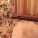 ���� ������, �������, 61 ��� - ��������� 31 ������� 2016 � ������ ������ 2017���