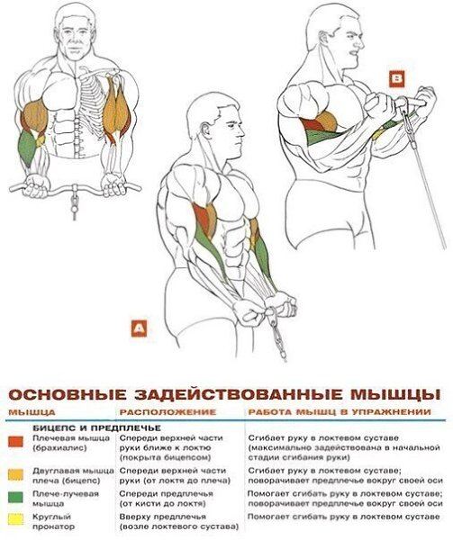 УПРАЖНЕНИЯ НА РАЗВИТИЕ МЫШЦ БИЦЕПСА И ПРЕДПЛЕЧЬЯ: 1. Подъём штанги на бицепс стоя 2. Подъём гантелей ... - 5