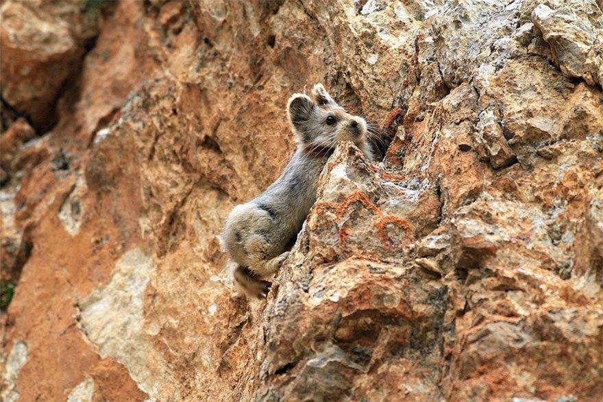     20    .   Ili Pika    ... - 2