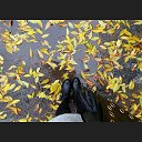 ���� �������, ������, 36 ��� - ��������� 20 ������� 2016 � ������ ���� ����������