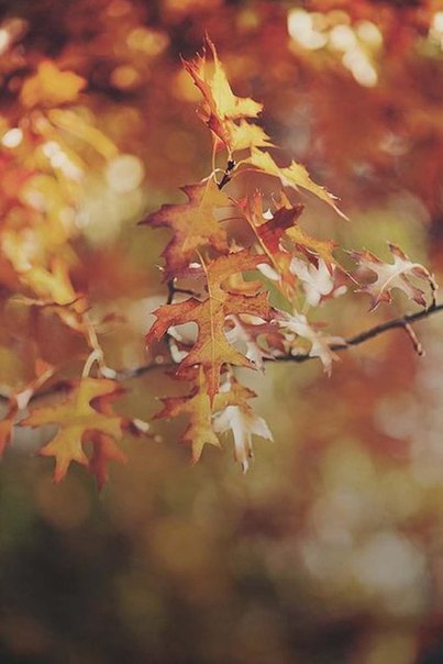   ,       ,  ,  ... - 7