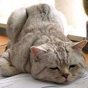 ���� Nik, ����������� - ��������� 7 ������� 2016 � ������ ���� ����������