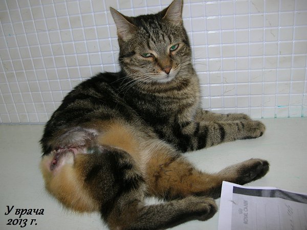 #Безкота_добро.9 ЖИЗНЕЙ КОТИКА С ПОПОЙ НА БОКУЯ хочу поделиться удивительной историей не одного ... - 3