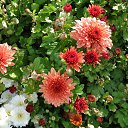  , , 60  -  11  2016    - 2016