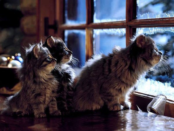 CATS OF ALL - 26  2016  16:17