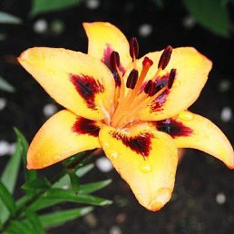 ����, ������, 32 ����