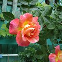 ���� ������, ������������, 74 ���� - ��������� 11 ������ 2017 � ������ ���� ����������