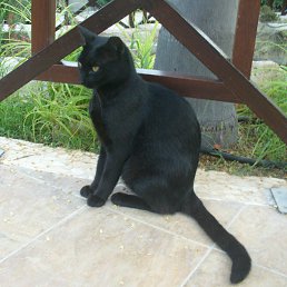 ������, ������