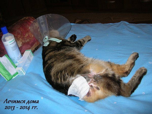 #Безкота_добро.9 ЖИЗНЕЙ КОТИКА С ПОПОЙ НА БОКУЯ хочу поделиться удивительной историей не одного ... - 4