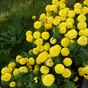 ���� �����, �����������, 60 ��� - ��������� 8 ������� 2016 � ������ �����-����� 2016�