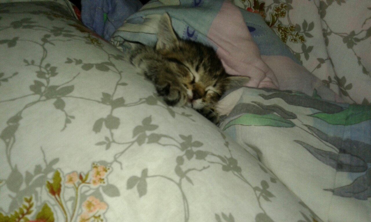 #Безкота_добро.Полтора года назад я нашла эту прелесть. Сначала хотели отдать в добрые руки, но она ...