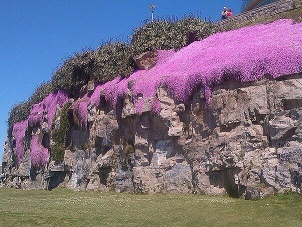    Manto de la Virgen.   ,   ... - 4